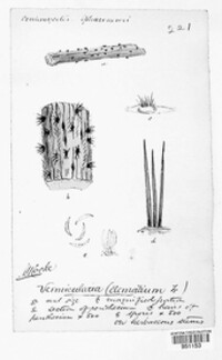 Colletotrichum dematium image